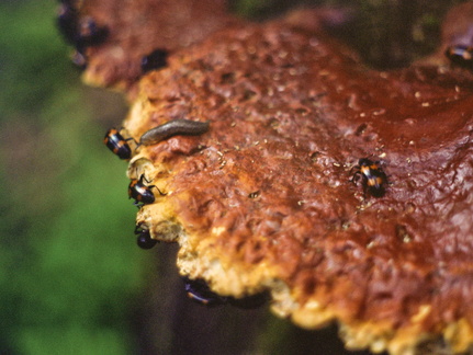 Snail wanders on fungus during beetle mating